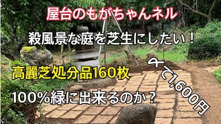 【必見】処分品の芝生160枚、全部生きているのかを検証します