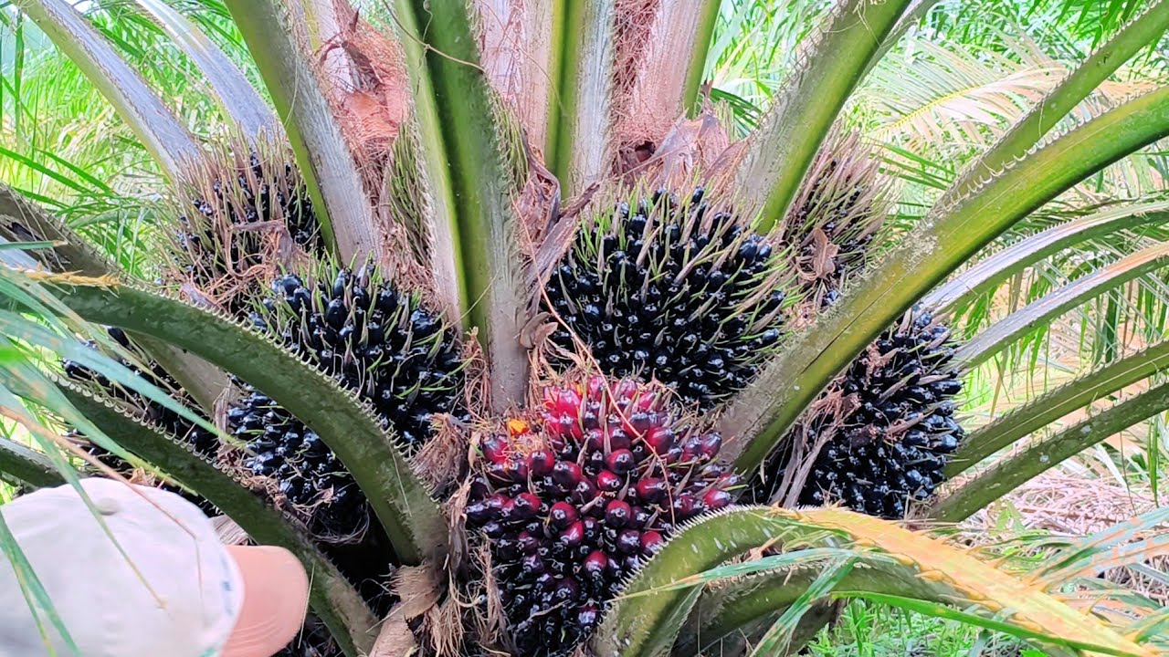 Урожай масличных пальм в возрасте 5 лет 1 месяца 13 дней, 540 шт. на упаковку.