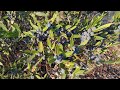 Toxic Phillyrea Angustifolia In S France Toxic Phillyrea Angustifolia In S France