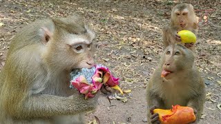 Monkey Rose, Rex, Joyce and family Amber troop enjoy mangoes and milk together yummy.