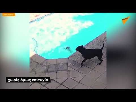 Βίντεο: Πνιγμός (Κοντά σε πνιγμό) σε Σκύλους