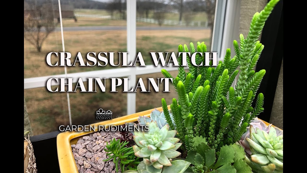 Crassula Watch Chain Plant The good and the bad YouTube