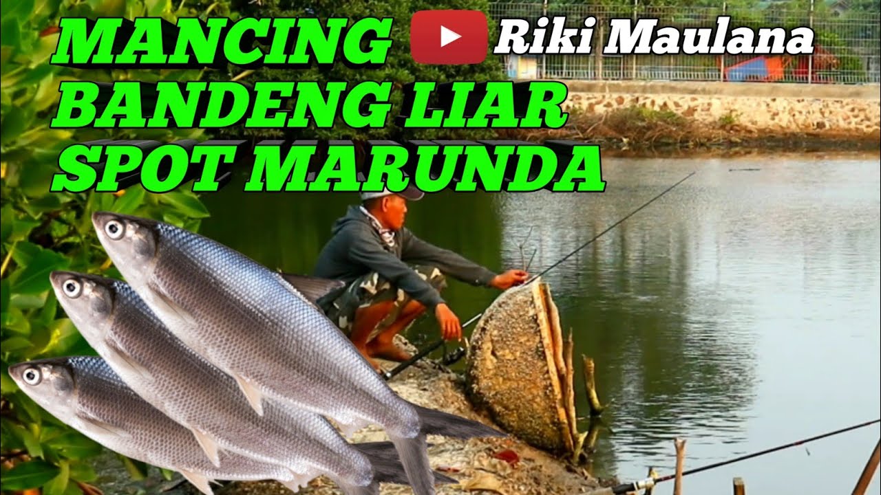 Mancing bandeng liar jakarta || spot marunda