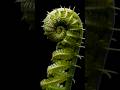 Nature's Perfect Geometry: How Ferns Unfurl 🌿✨