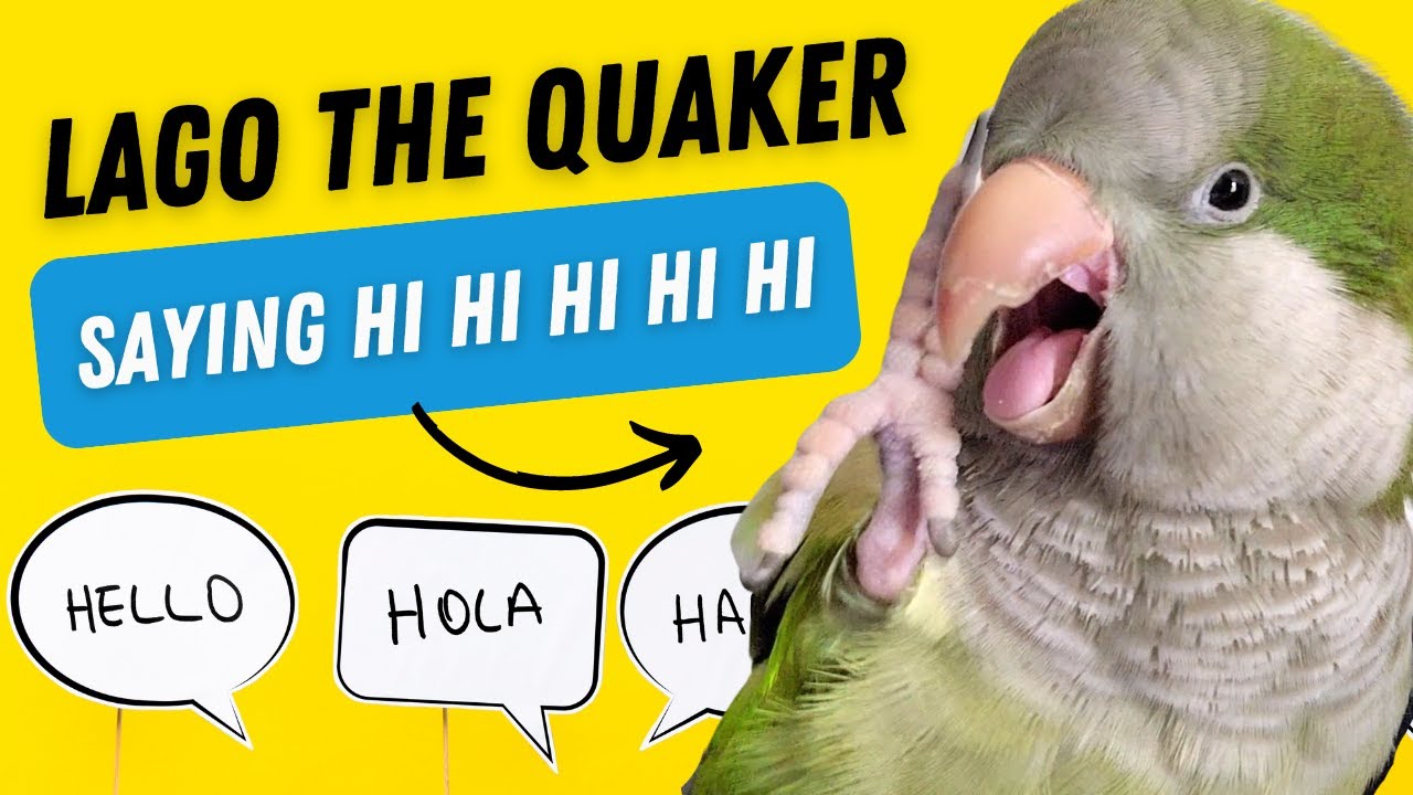 Hi Hi Hi! The Cutest Parrot Greetings Ever | Teach your parrot to talk ...