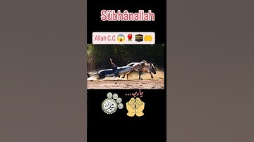 تلاوة خاشعة ومؤثرة جدا #دويتو #اكسبلور #القران #تيك_توك #تلاوات #تلاوه #لايك #تيكتوك