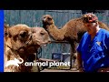 Hector And Dr. Jeff Treat A Rescued Camel | Dr. Jeff: Rocky Mountain Vet