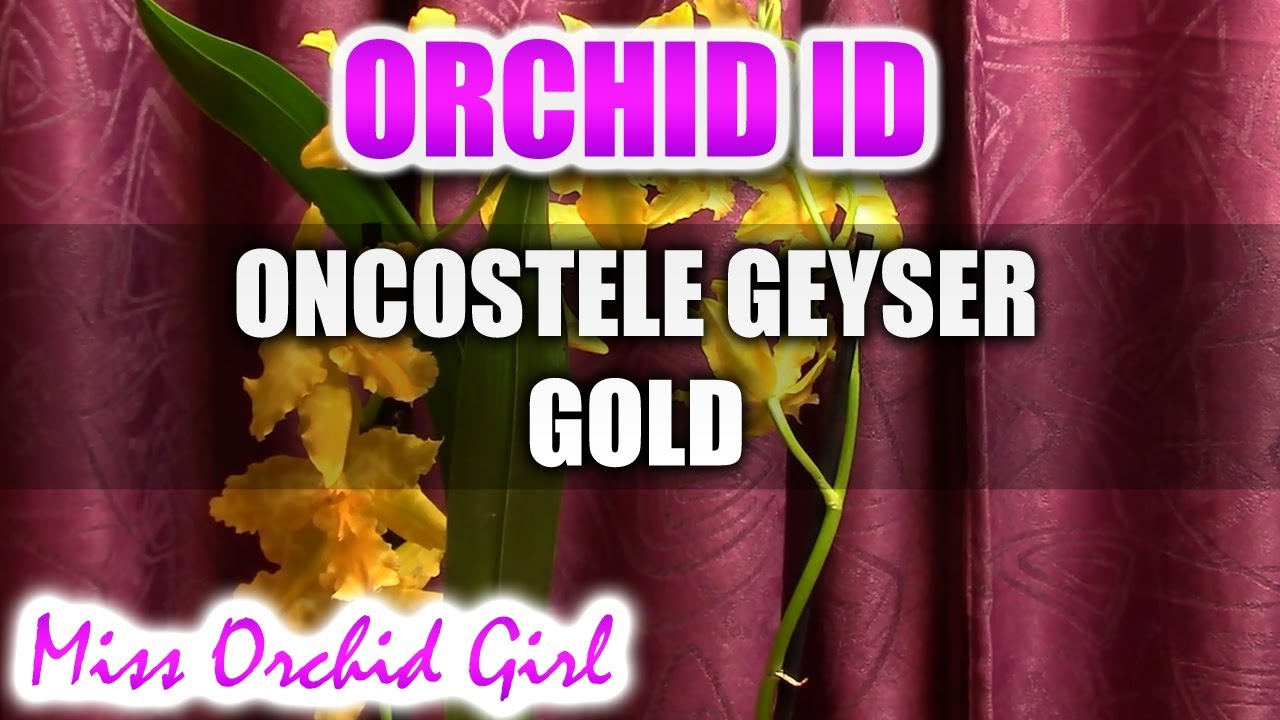 Oncostele (Odontoglossum) Geyser Gold Orchid YouTube