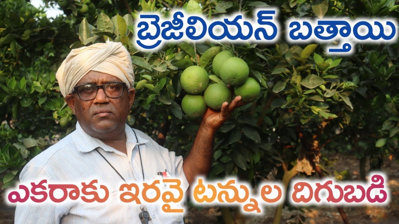 Brazilian Sweet Orange | బ్రెజీలియన్ బత్తాయి ఎకరాకు ఇరవై టన్నుల దిగుబడి | Raithannaki Thoduga