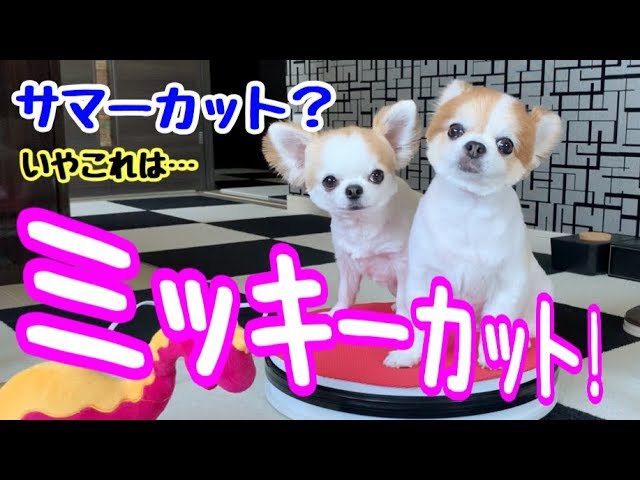 チワワのサマーカットを超えたミッキーカット 犬 Youtube