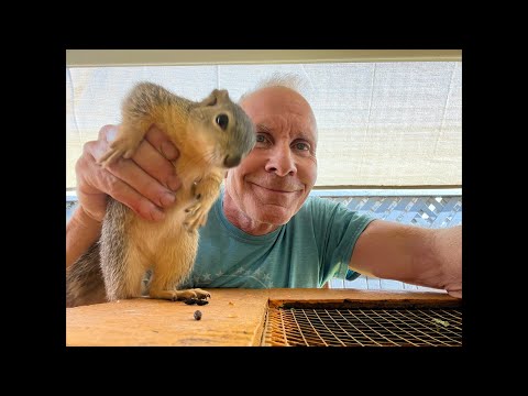 Video: Perché gli scoiattoli dimenano la coda?