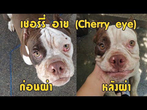 วีดีโอ: เปลือกตายื่นออกมา ('Cherry Eye') ในสุนัข