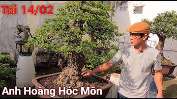 Clip khai trương vườn anh Hoàng ở Hóc Môn nhiều cây Bonsai hợp lý
