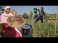Preparing Traditional Barley Harsha And Watering The Onion Field In A Mountain Village Preparing Traditional Barley Harsha And Watering The Onion Field In A Mountain Village