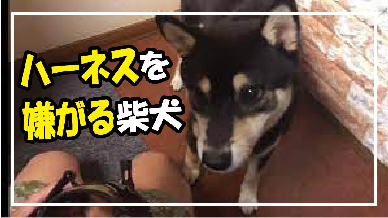 ハーネスを嫌がる柴犬 今週の犬の散歩 ８ 黒豆柴八兵衛 １歳８カ月 Youtube