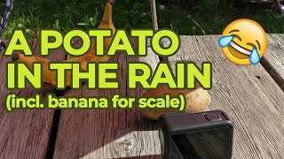 a potato in the rain under a little umbrella (incl. banana for scale) | ☔