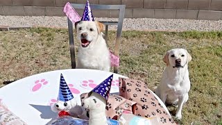 My Dog's 8th Birthday Party!!