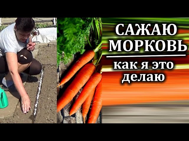 Как посадить морковь весной правильно Правила посадки моркови - YouTube