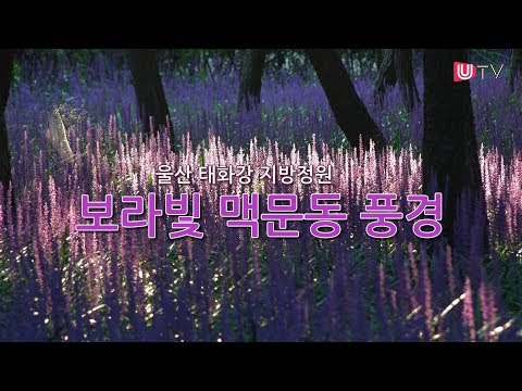[독자영상] 울산 태화강 지방정원, 보라빛 맥문동 풍경