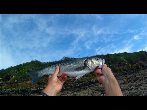 Shore Fishing - Bubble Float Fishing for Sea Bass with Shrimp 