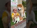 【そこまでする？笑】赤ちゃんが猫をハグしてたと思いきやこの後…#shorts
