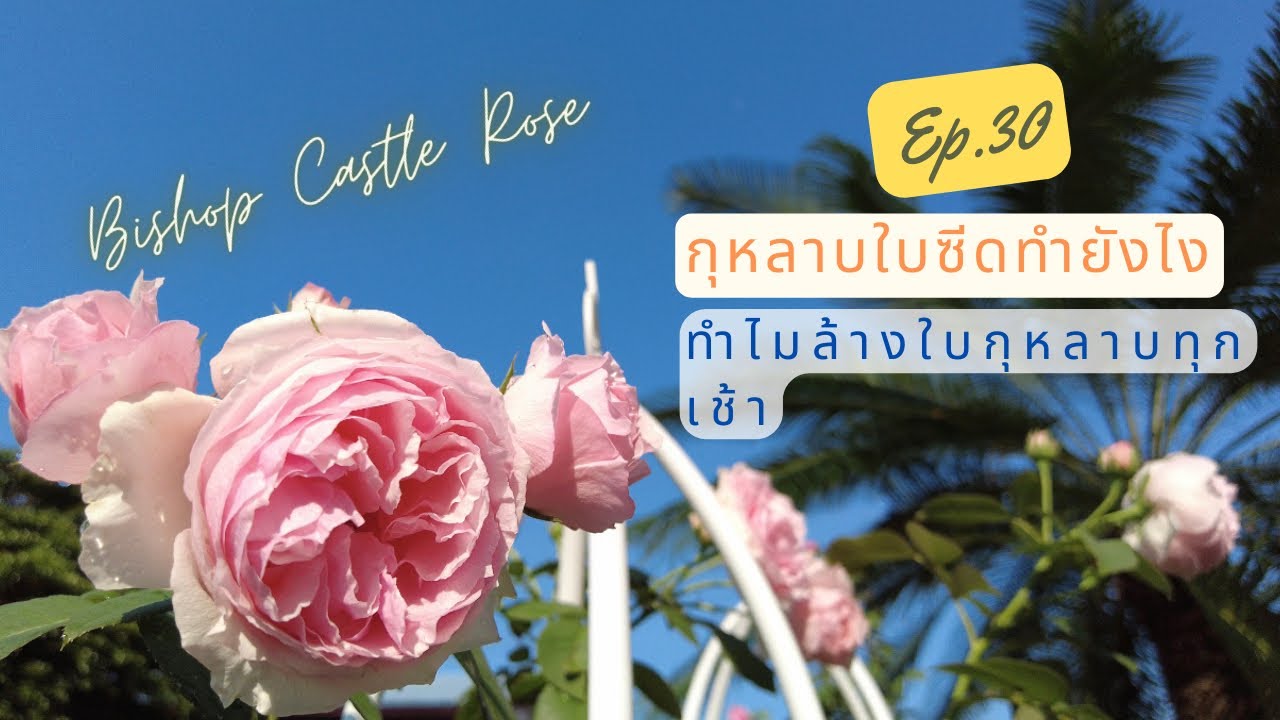 My roses Ep. 30 บิชอปวันนี้สวยมาก พร้อมคุยเรื่องกุหลาบใบซีด เเละทำไมต้องล้างใบกุหลาบทุกเช้า