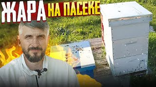 делаю отводок и оставляю его в этом же улье/мой рабочий день на пасеке/сибирский пчелоблог