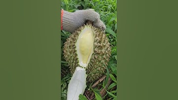 Vườn Này Bị Sượng Nước Nặng Em Khánh Đã Cho Xử Lý Bằng Bộ Lên Cơm TKA | Nông Nghiệp TKA