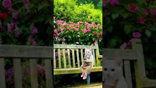 Cute Park Short Mowo