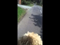 My Happy Dog goes for a bike ride My Happy Dog goes for a bike ride