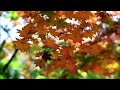 紅葉の多聞院　2016