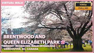 Cherry Blossom Walk in Brentwood & Queen Elizabeth Park 🌸 | My First Vancouver Travel Video (1080p)
