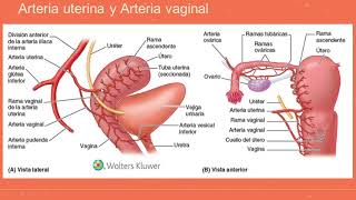 Arterias de la pelvis: arteria iliaca interna