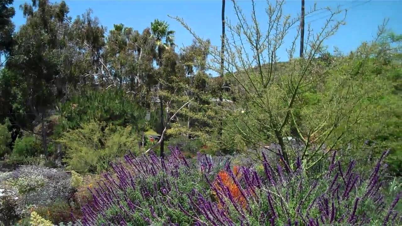 Landscaped With California Native Plants - YouTube