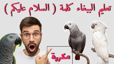 تعليم الببغاء الكلام ( السلام عليكم )