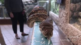 5ive Fun Facts:  Amethystine Python