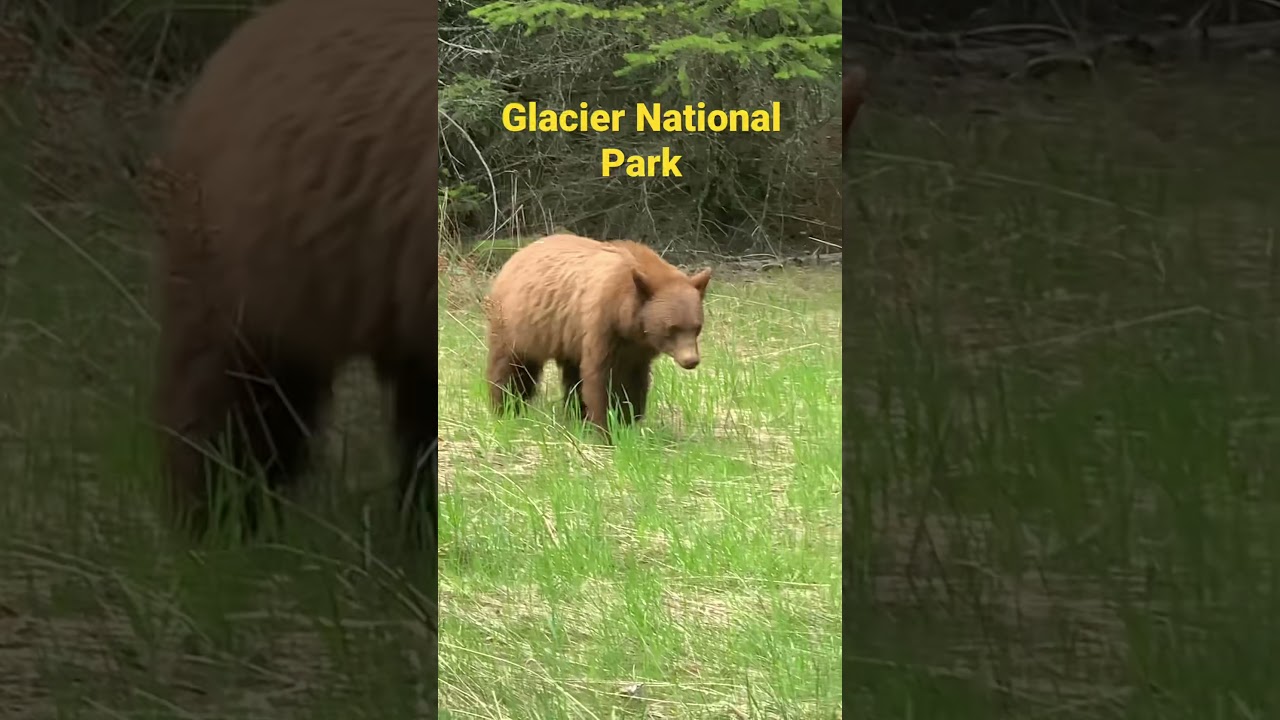 🐻 Bear at Glacier National Park