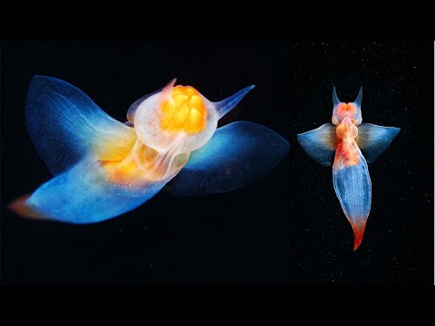 ზღვის ანგელოზი, რომელიც მსხვერპლს სასტიკი მეთოდით კლავს | უიშვიათესი წყალქვეშა არსებები.