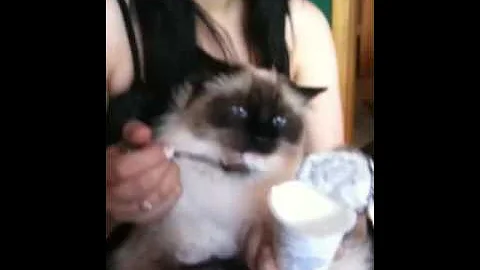 Video 11831591: birman cat meowing, lovely cats meowing