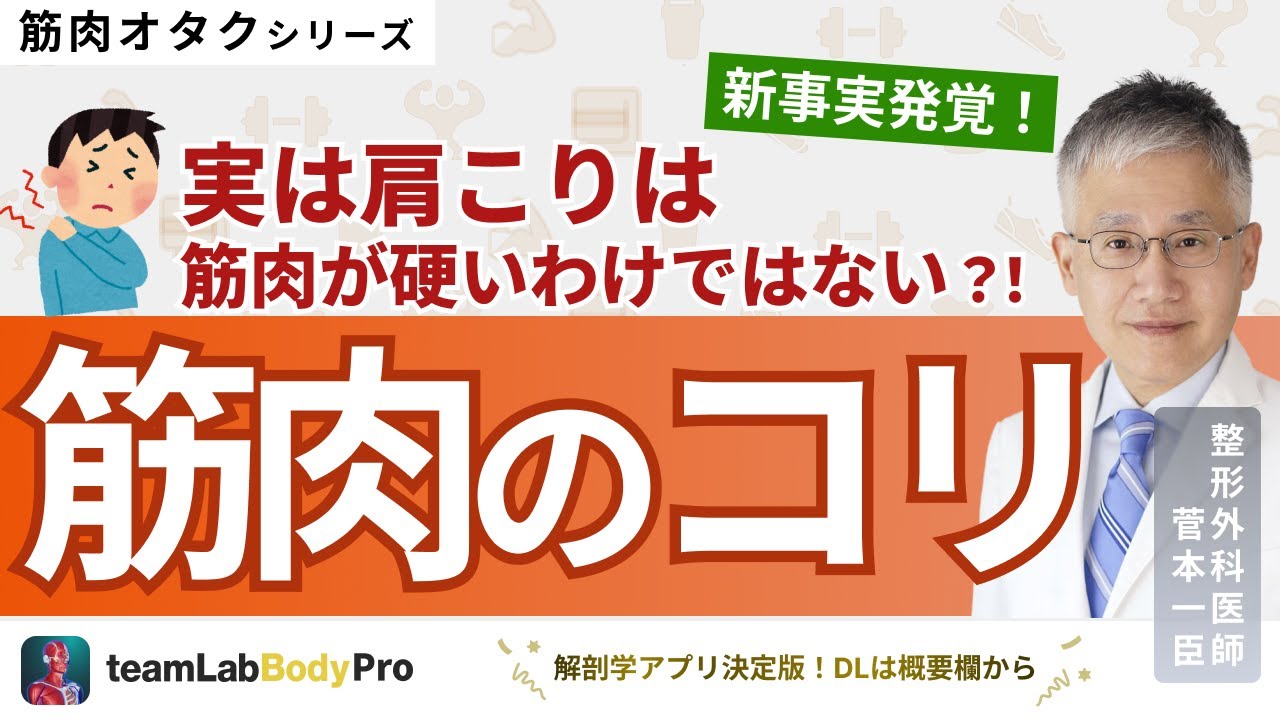 【筋肉のコリ】肩こりと筋硬度について詳しく解説します！