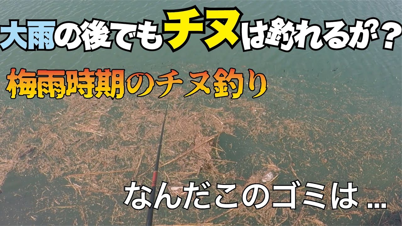 天草 梅雨時期のチヌ釣り 大雨の後でもチヌは釣れるの Youtube