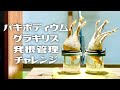 【塊根植物】パキポディウム・グラキリス発根管理チャレンジ！！《Pachypodium Gracilius》【南国の植物専門店STOCKgarden】