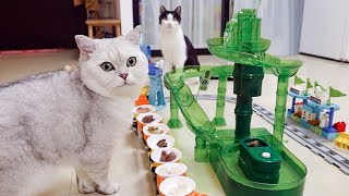 What would happen when cats eat food go round? | SanHua Cat Live