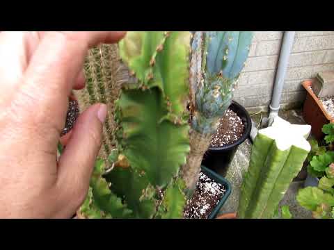 Video: Rūpes par saulē apdegušu kaktusu - informācija par kaktusa apdegumiem saulē