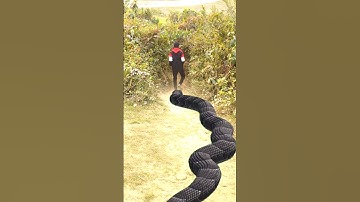 Anaconda snake in real life P49#shorts #short #snake #nagin #python #anaconda #snakes #bigsnake
