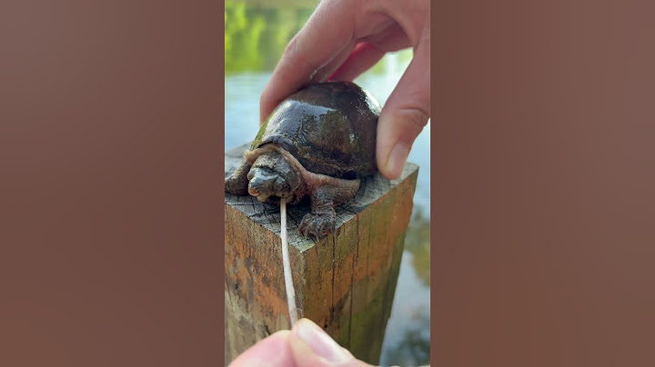 Snapping turtles bite hard😳 #turtle #nature #fyp #shorts