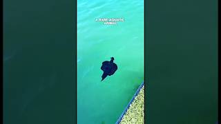 A Rare Aquatic Animal Is Recorded - By Heatherheadflkeys