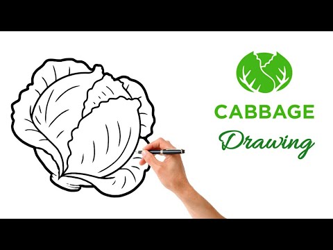 How to draw a cabbage easy step by step | Cabbage drawing step by step
