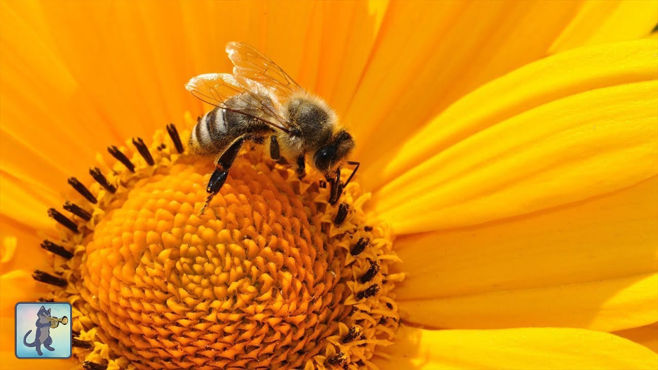 Harvesting 72 Pounds of Pure Honey