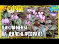 СОЧИ 🌴 Сочинская дача 6 февраля | Субтропический рай в отдельно взятом городе